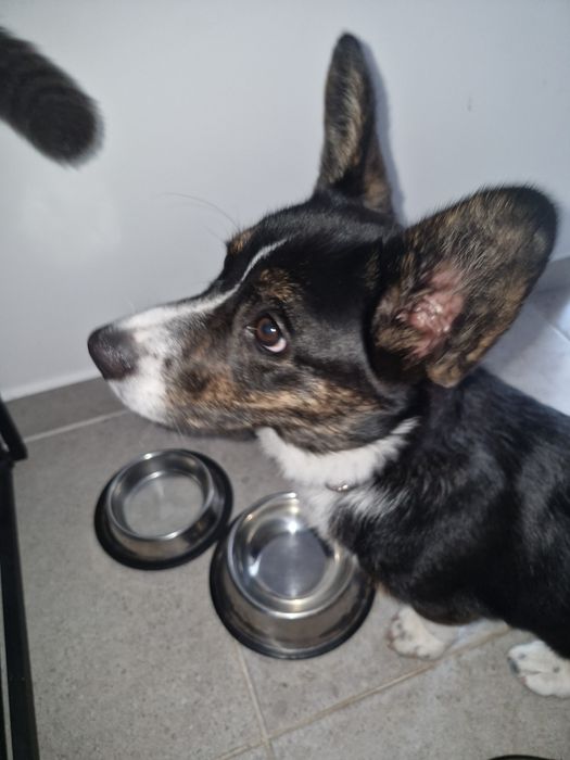 Продам Коргі кардіган