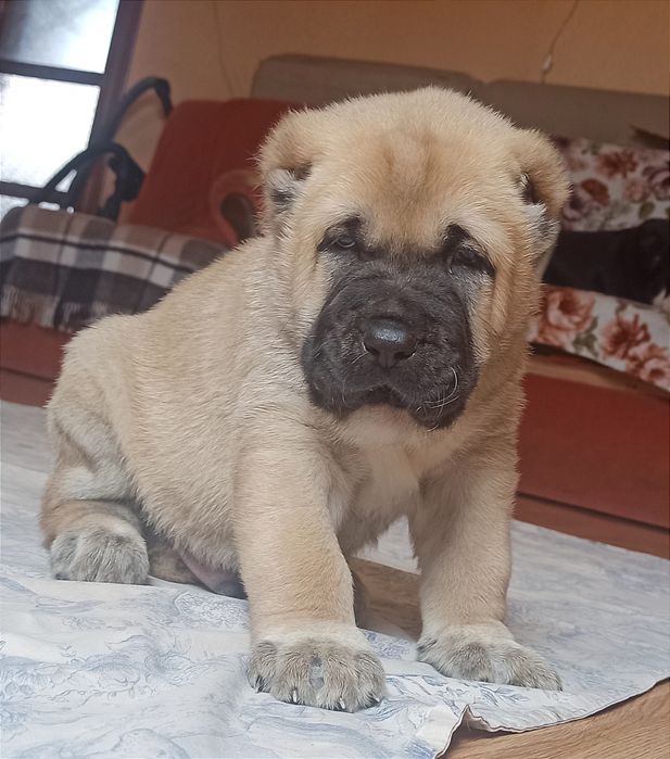 Щенки САО алабай