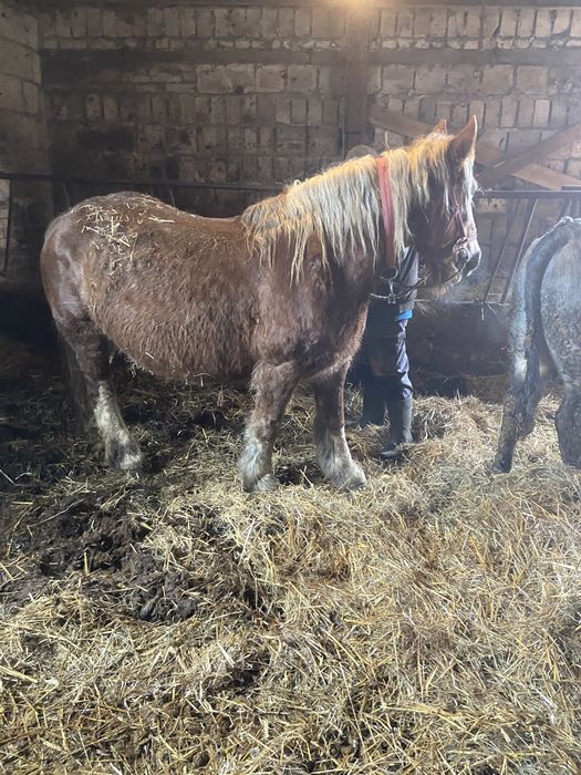 Sprzedam klacz kasztanowatą