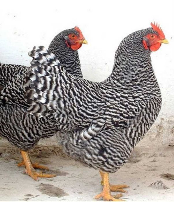 Amrock jaja lęgowe zapisy na rok 2026