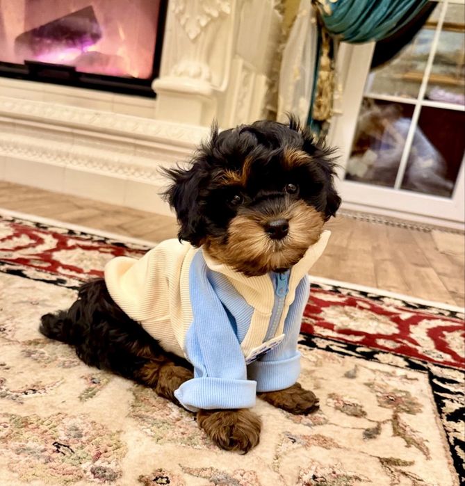 Мальтипу ф1 -дуже гарний малюк