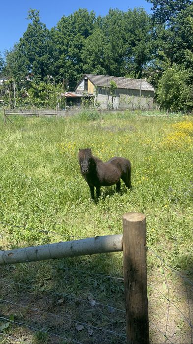 Ponei shetland anão