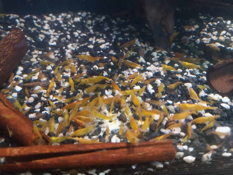 Krewetki neocardina orange