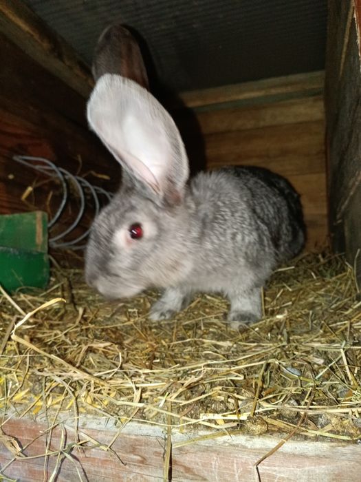 Samczyk Belg Szynszylowaty