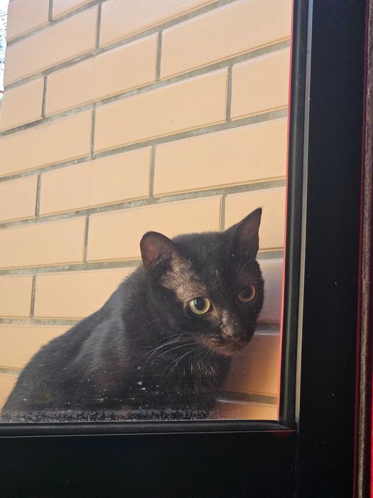 Gata de rua a precisar de um lar.