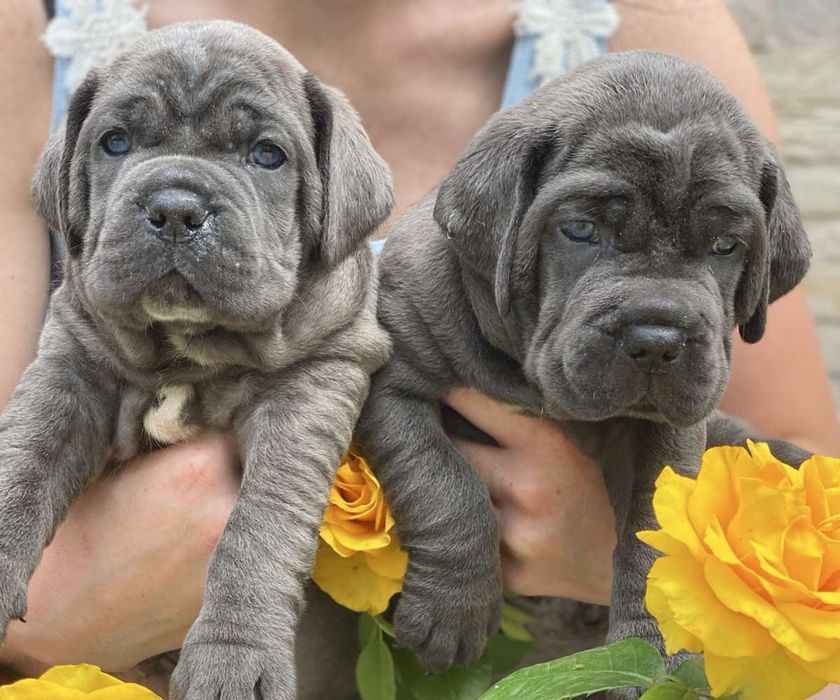 Щастя поруч Львівському питомнику-Cane corso