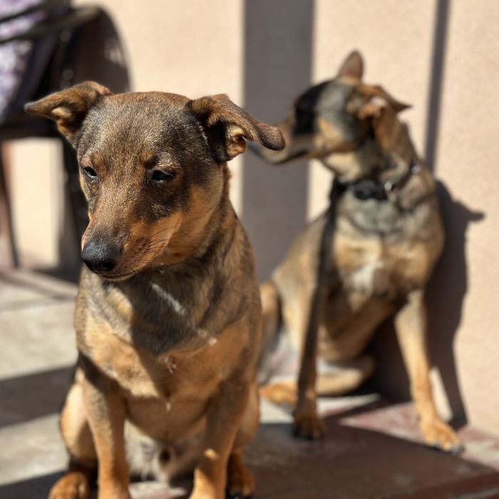 Do adopcji: Figa i Gacek – dwa kochane kundelki szukają domu!