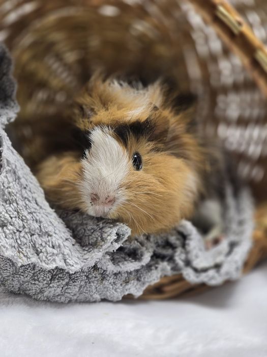 Морские свинки разных пород