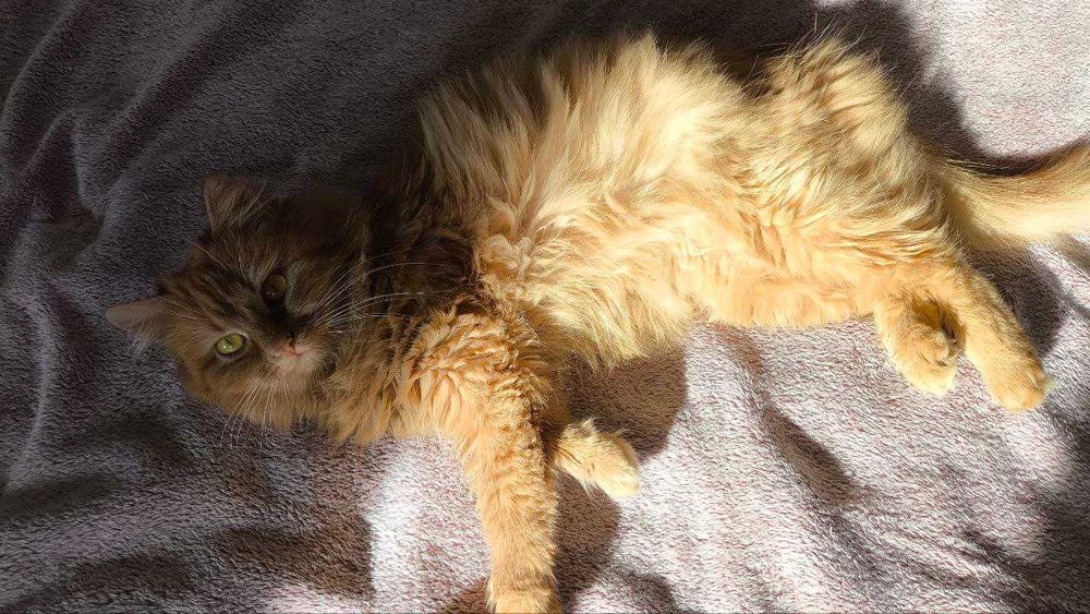 Рідкісна Руда кішечка підліток і полосатий хлопчик підліток