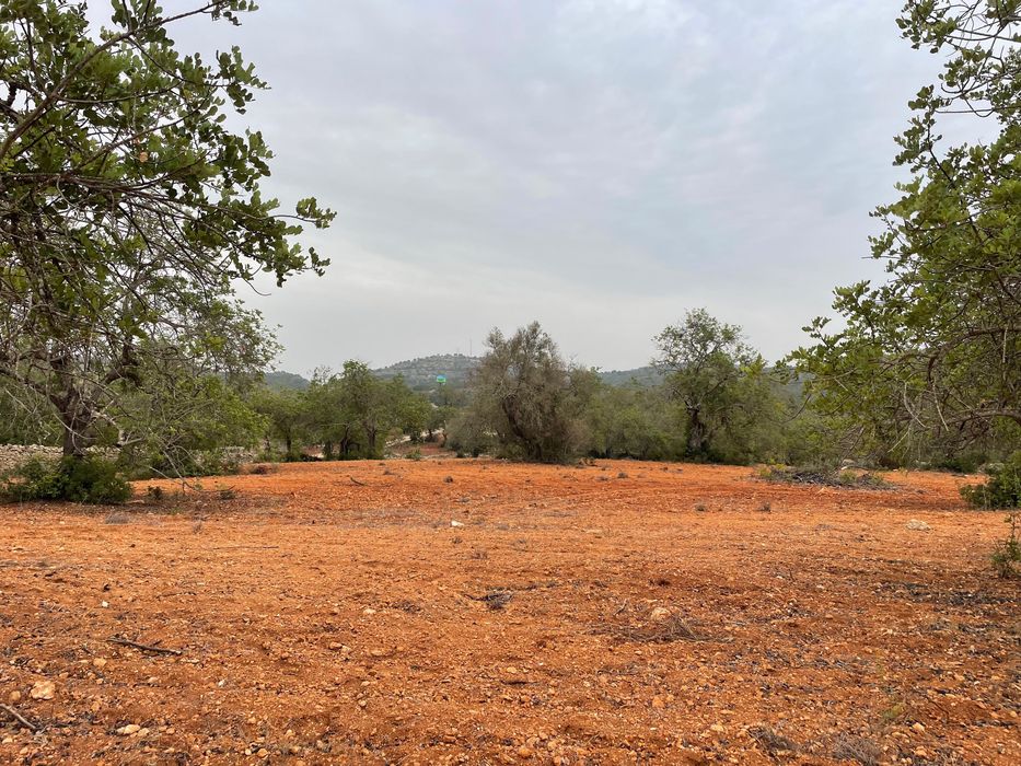 Terreno com vedação para arrendar em Paderne