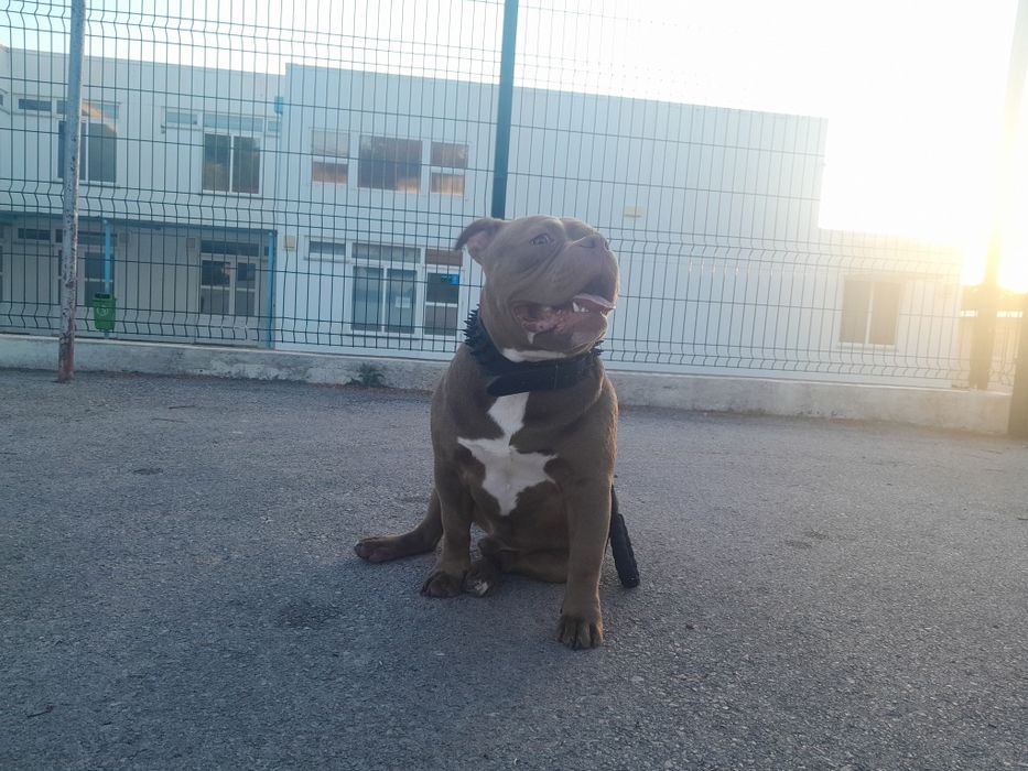 Acasalamento american bully pocket 1 ano com ABKC