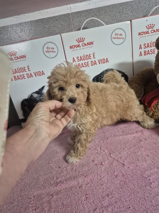 Caniche MACHO Apricot Criadora Registada PT 3088 FL