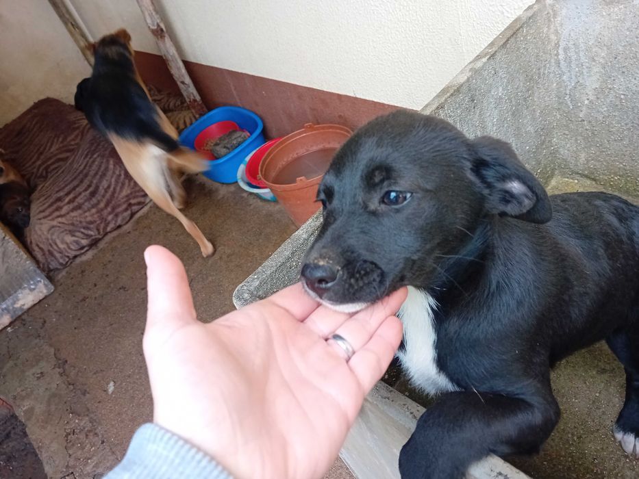 Dá-se 2 fêmeas antes canil