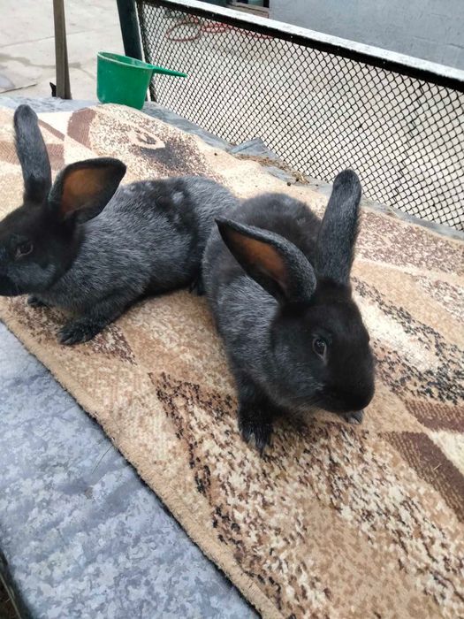 Продам мясо кроликів кролі німецький строкач, бургундець, полтавське с