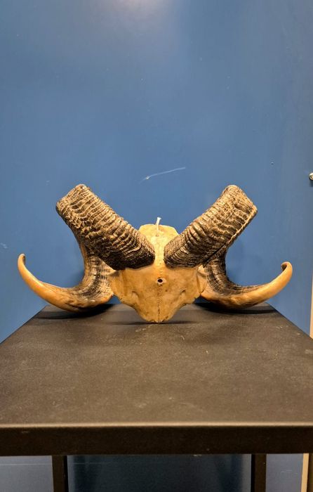 rogi barana / muflona trofea mysliwskie