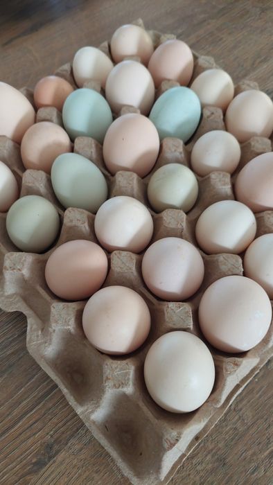 Jajka od kur z własnych lęgów.