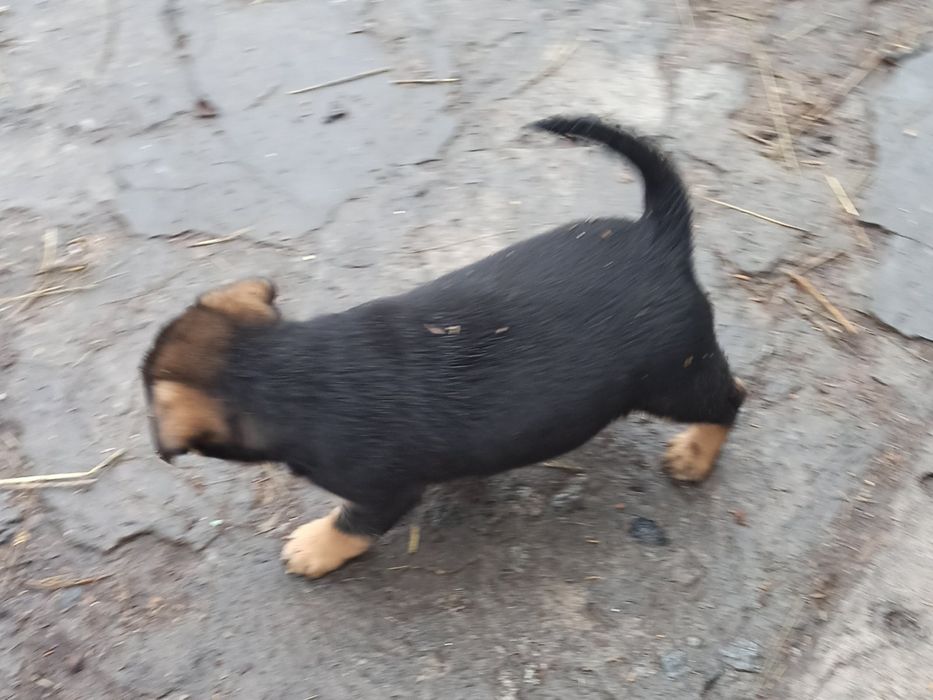 Красивые щенки в хорошие руки