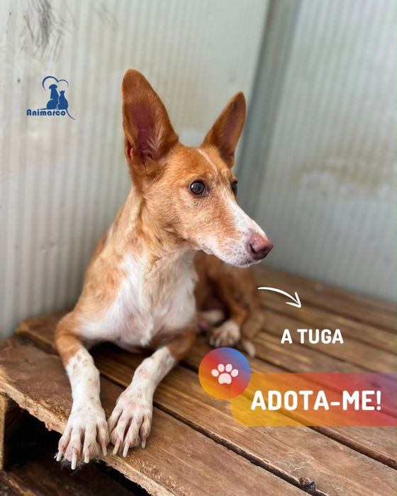 Tuga cadela podengo de porte medio