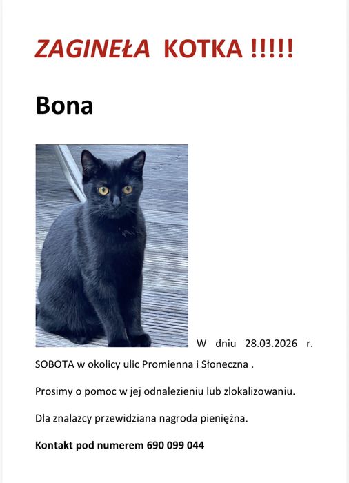 zagineła kotka witomino