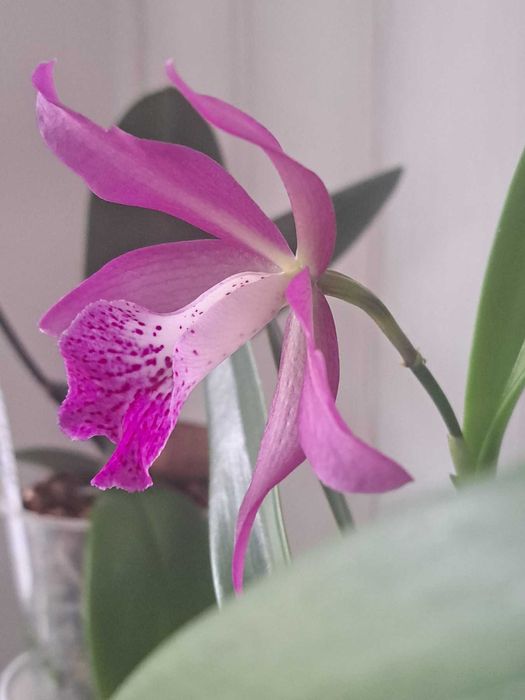 Орхидея  Горшок из бамбука для каттлеи орхидеи