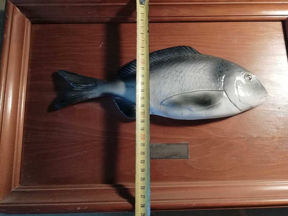 Sargo - Porcelana aerogravada sobre madeira - bellissima execução