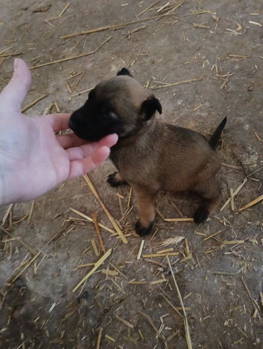 Owczarek belgijski malinois