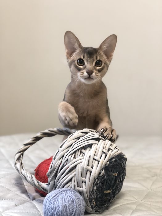 Сонячний хлопчик