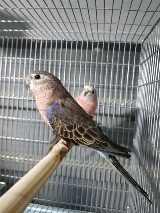 Periquito bourke casal