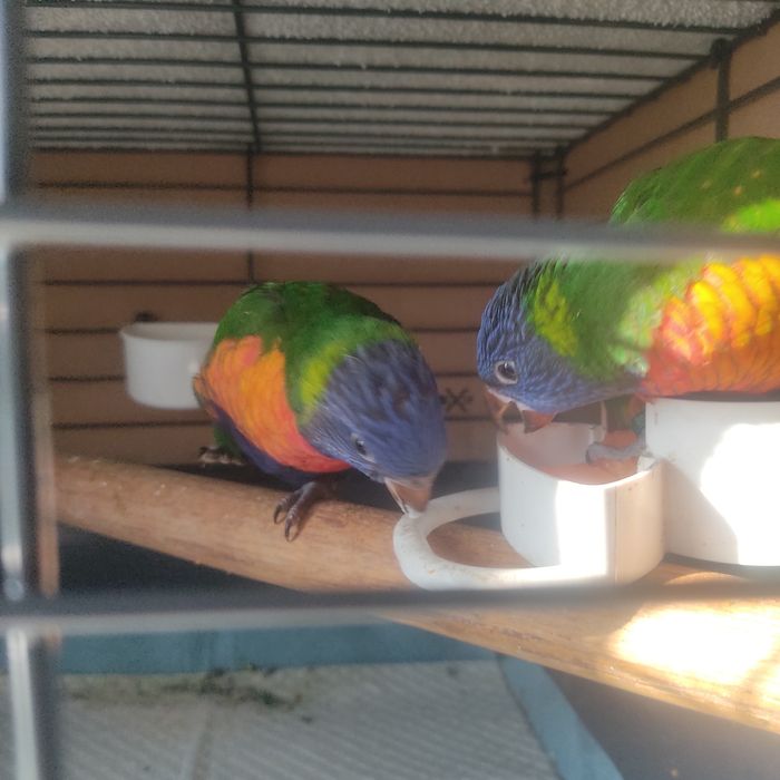 LORIS MOLUCANOS domesticado