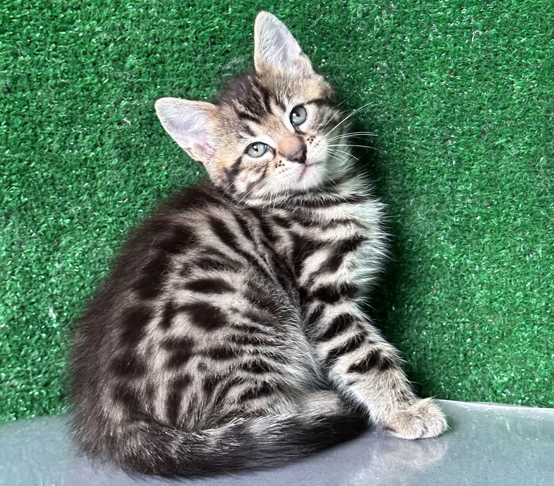 Три мальчика бенгала