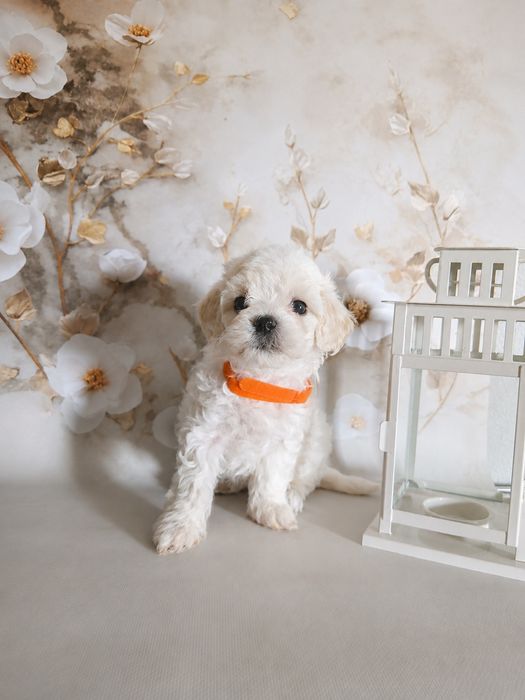 Bitsi maleńka sunia maltipoo