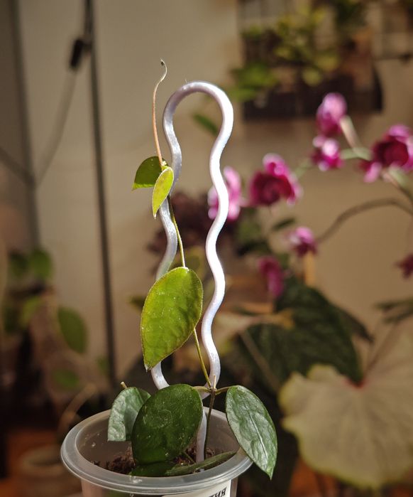 Suporte para plantas pequenas