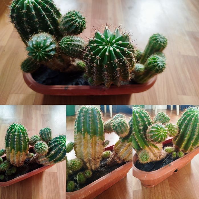 Кактуси композиція