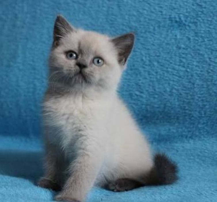 Британские котята