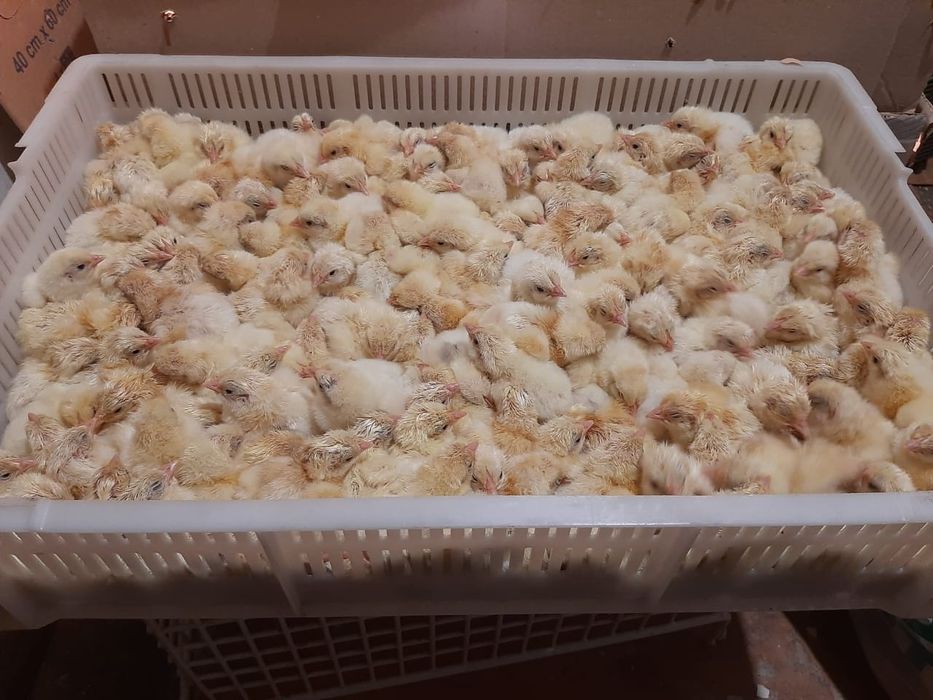 Курчата бройлера кобб 500