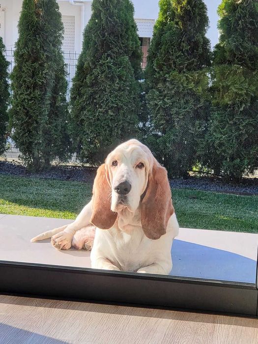 Senior Basset Hound
