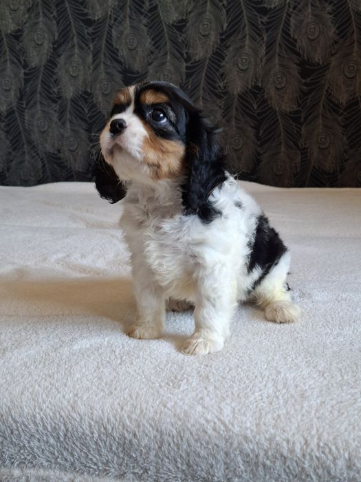 Cavalier King Charles Spaniel piesek