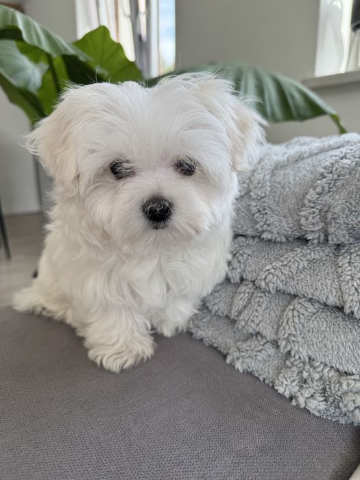 Maltańczyk piesek XS