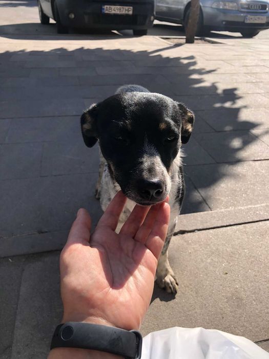 Собака, невелика собака, собачка