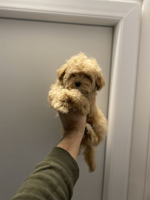 Гарні немовля мальтіпу