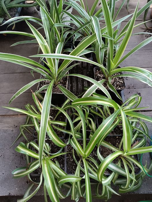 Хлорофітум хохлатий, кучерявий Bonnie, зелений