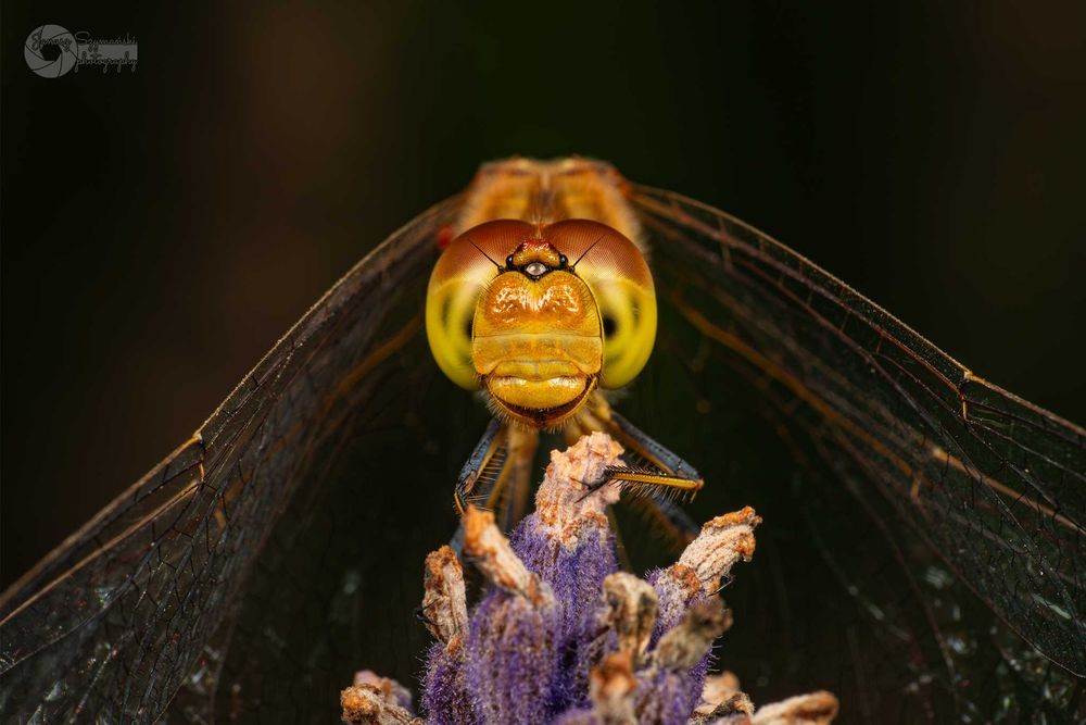 Dyfuzor MACRO Sony/Olympus/Panasonic/Nikon/Fuji/Canon + lampa stroboss 60(godox tt560/yongnuo 560 - większa).