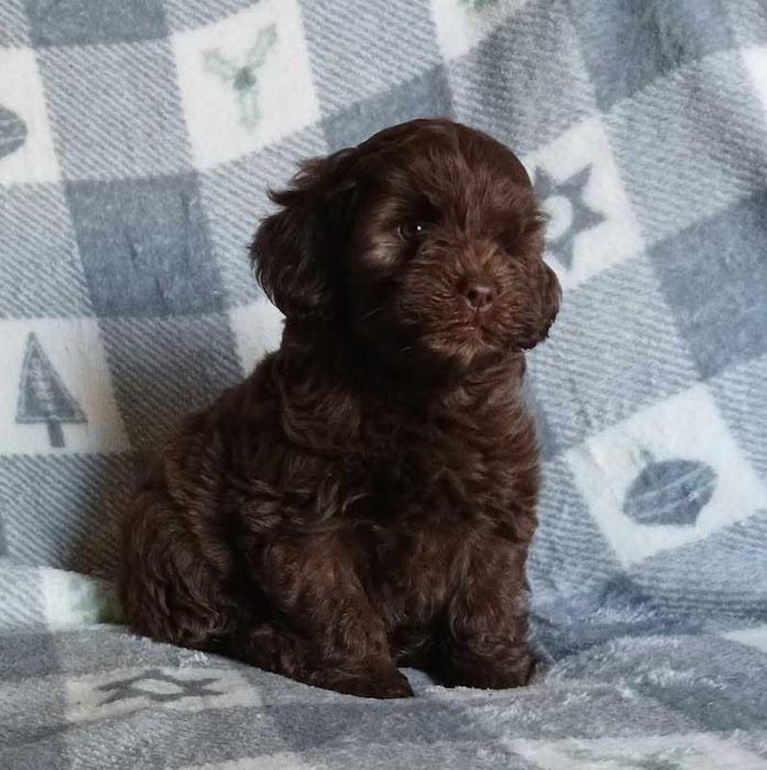 Cockapoo chocolate