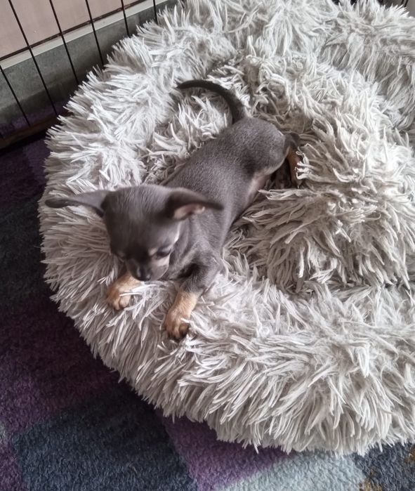 Chihuahua suczka