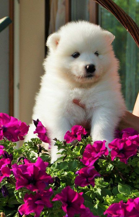Piękny piesek rasy Samoyed