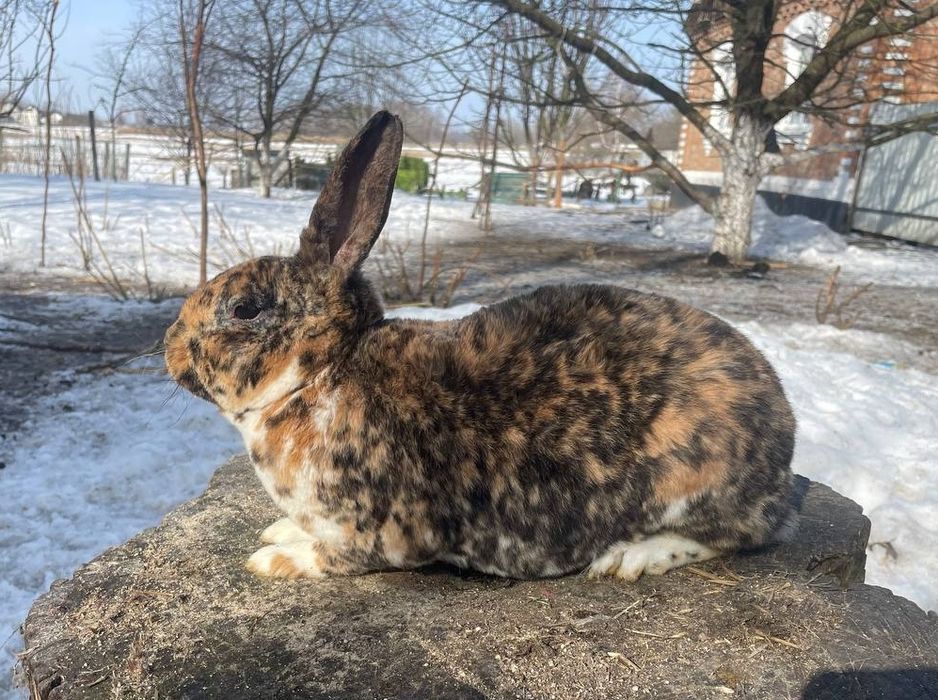 Кролики Рекс в окрасі гепард