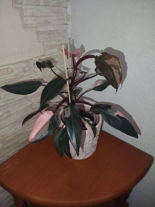 Филодендрон pink princess