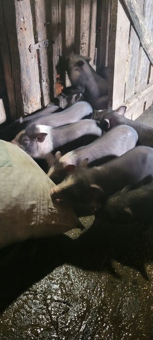 Продам в'єтнамських поросят