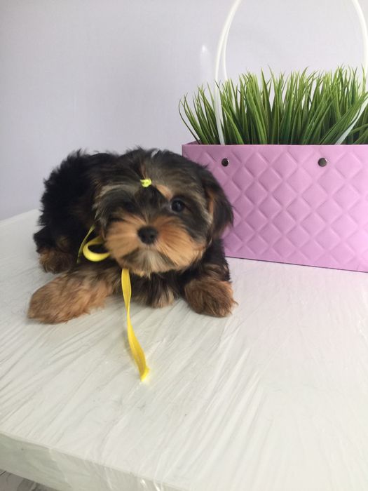 Йорки гарнесенькі