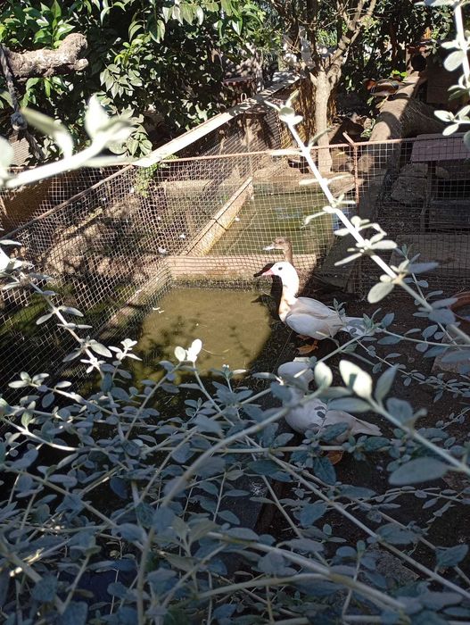 Aves ornamentais desde 25